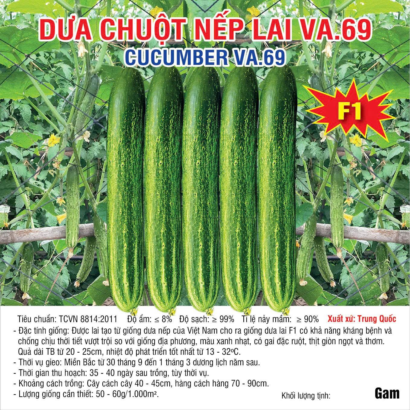 20160818 Dưa nếp lai VA.69 - màu mới