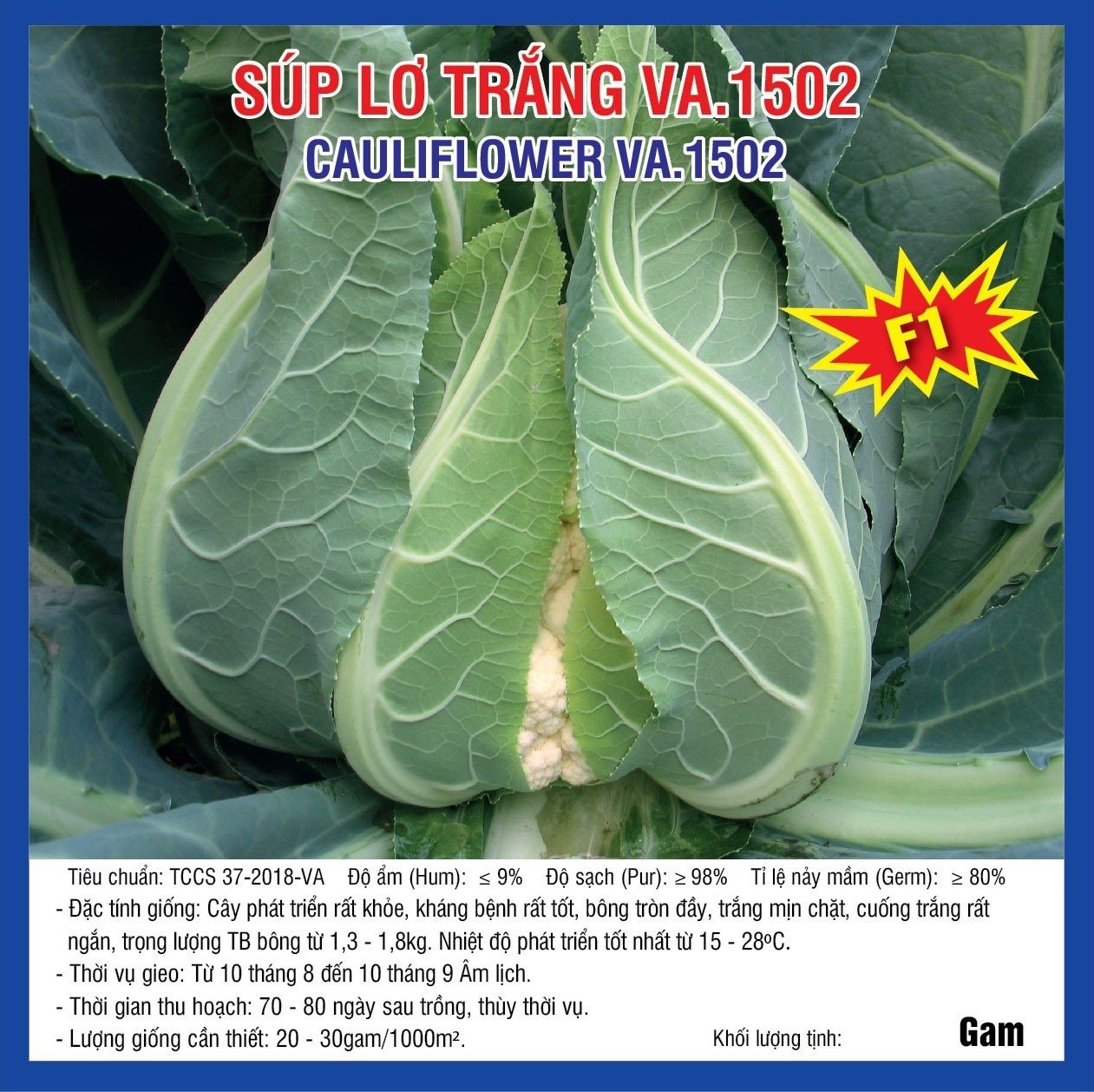 20230821 Lơ trắng 1502