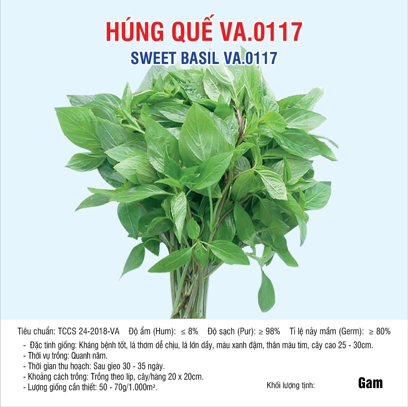 Hạt giống Húng Quế (VA.0117) – 10gram | | Hạt Giống Tốt Đông Bẩy