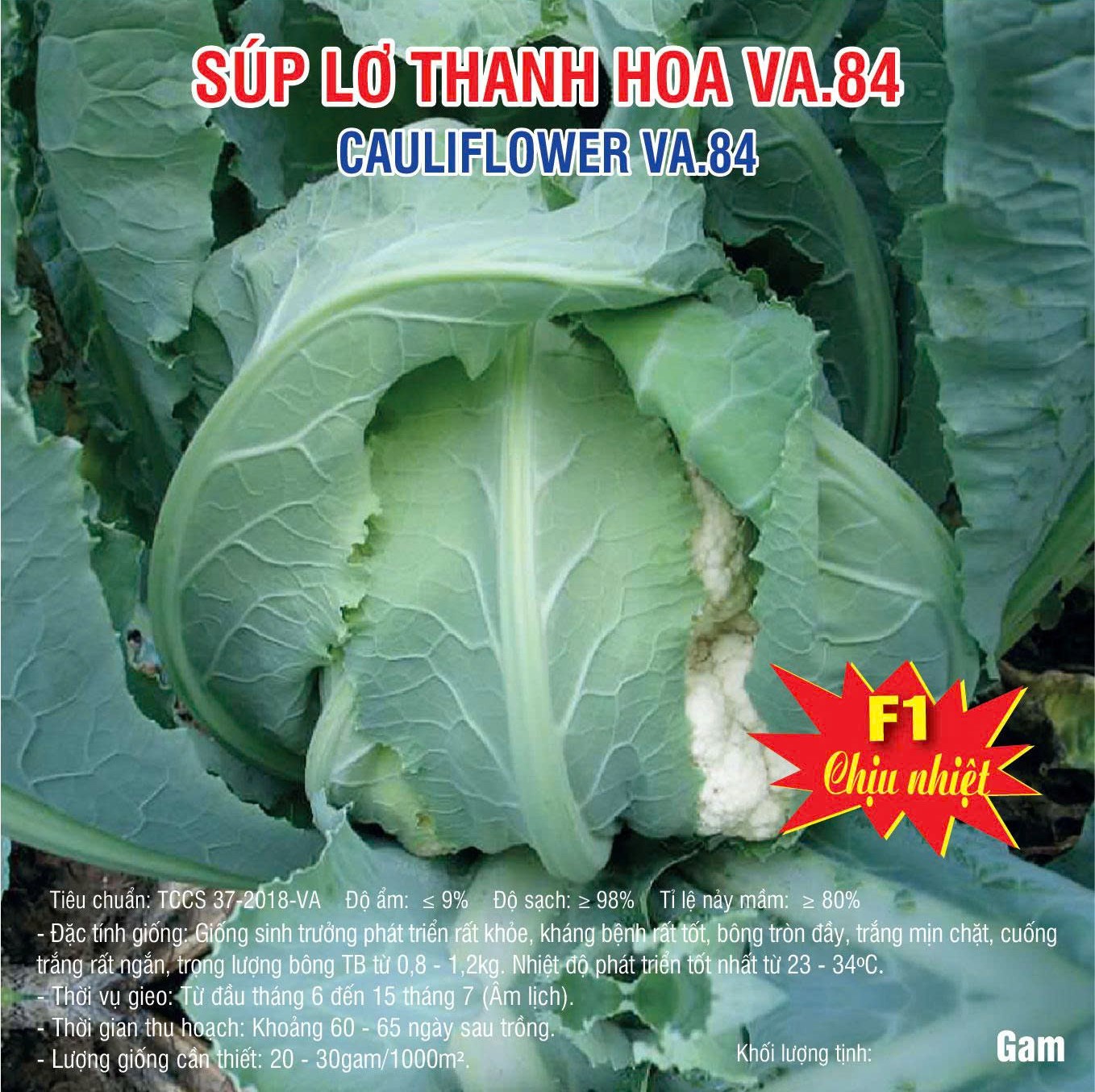 20250718 Lơ trắng Thanh Hoa 84
