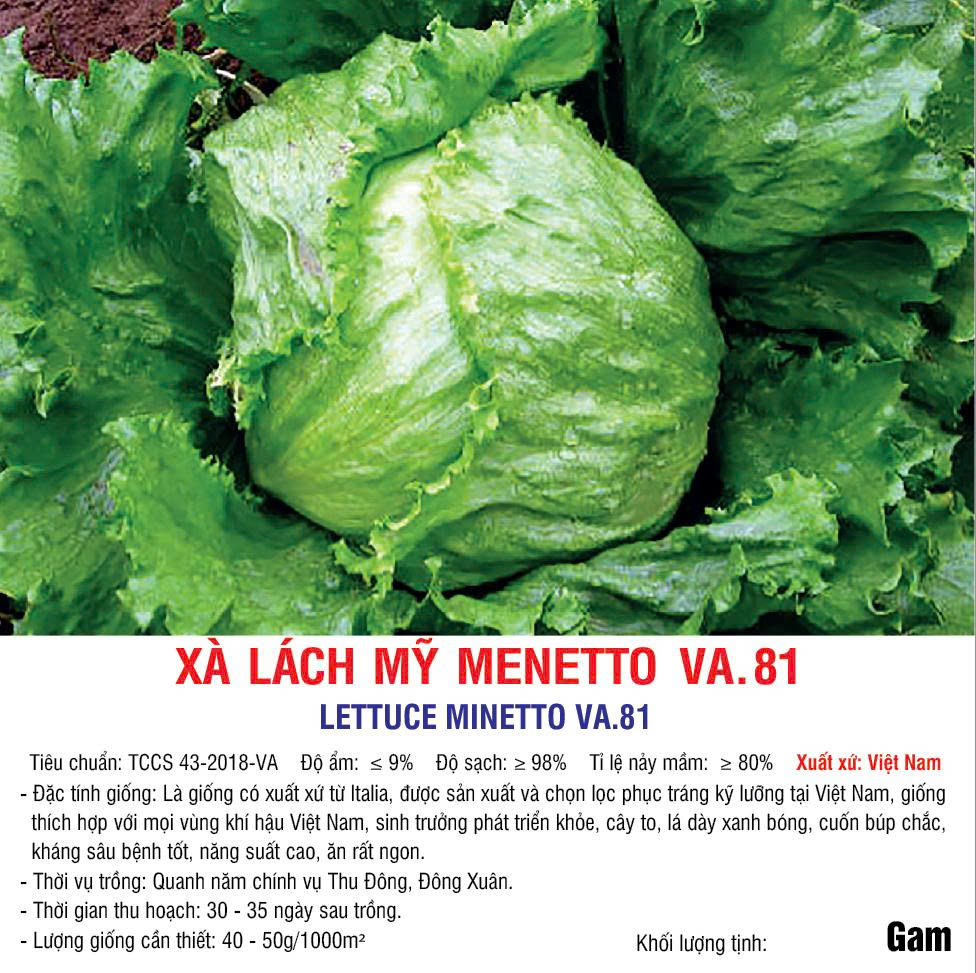 20250917 Xà lách Mỹ 81