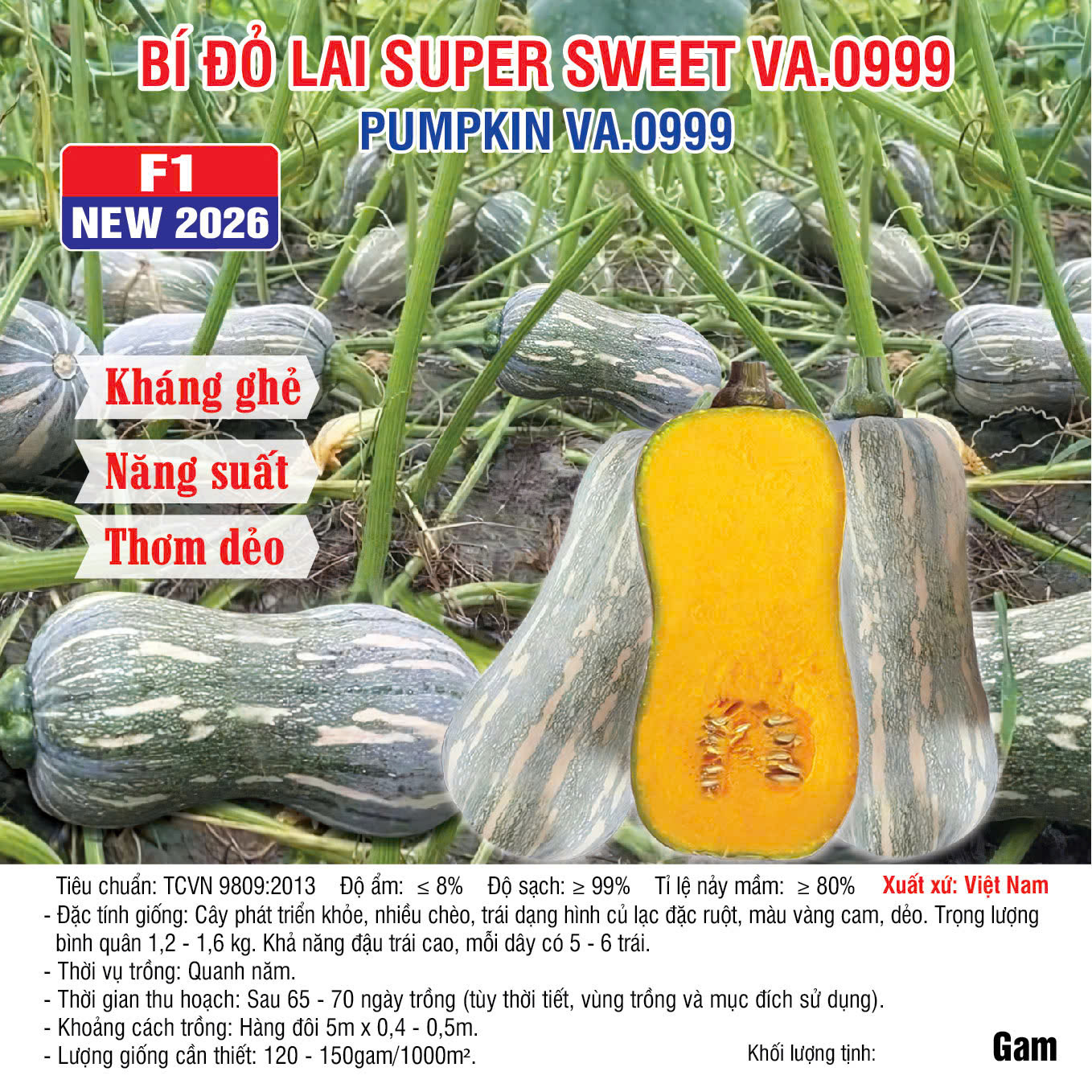 29.08.2026 new 2026 bí đỏ lai super sweet VA.0999