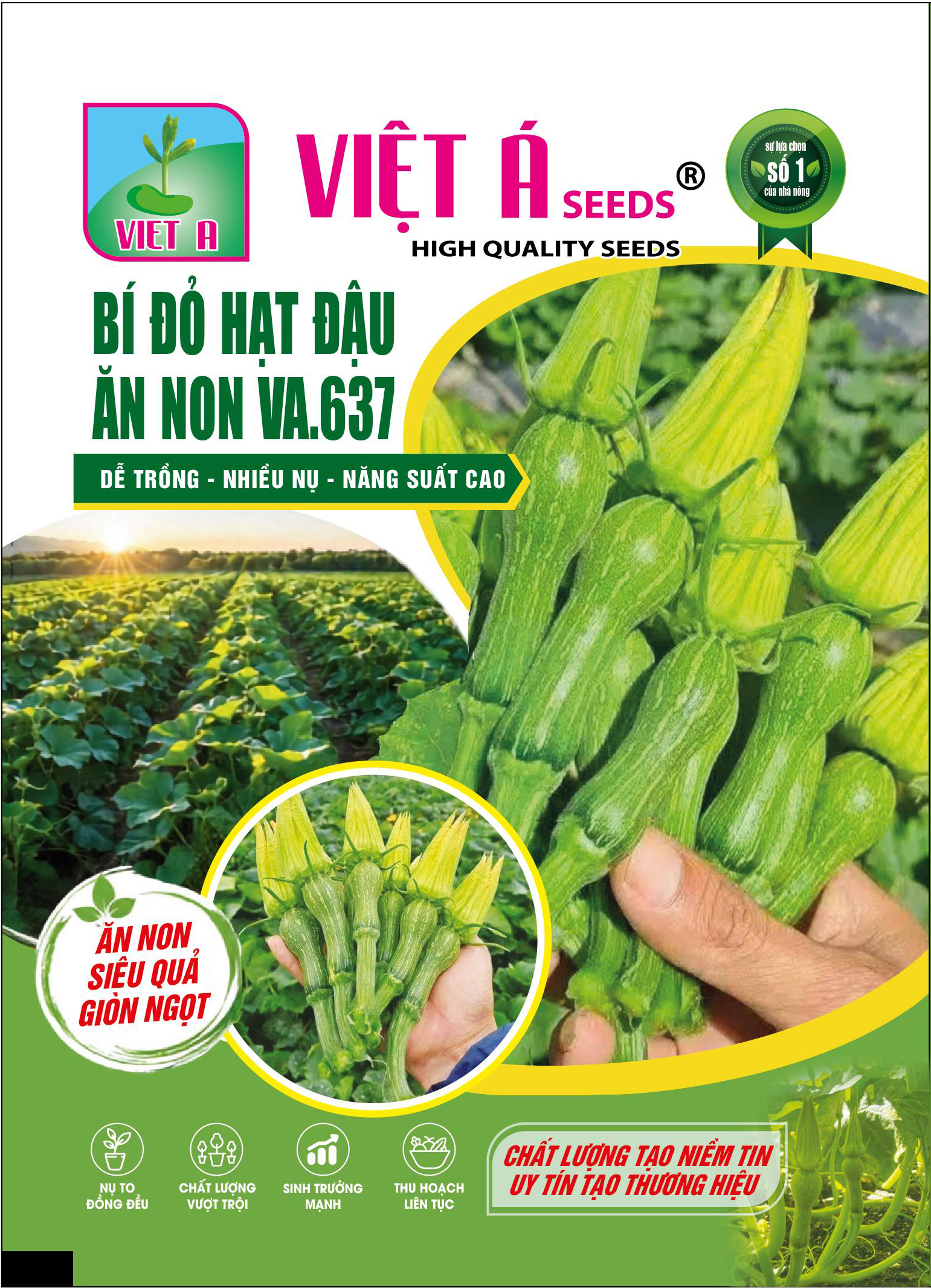 bí đỏ hạt đậu ăn non VA.637 24.8.2026