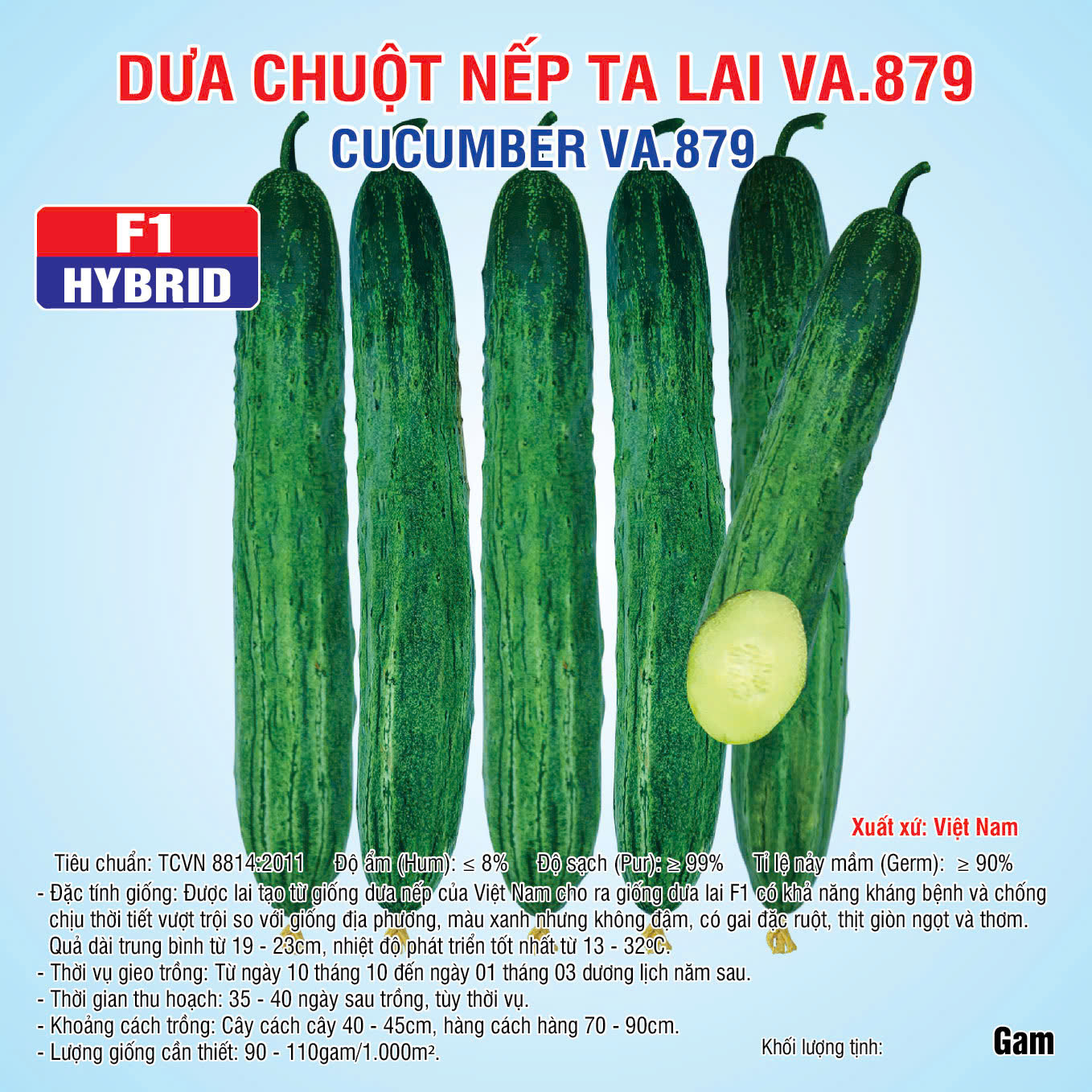 20241121 Dưa nếp ta 879